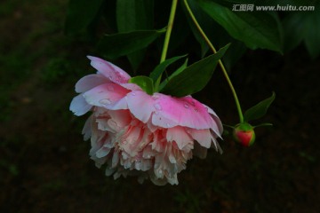 雨打芍药花更艳