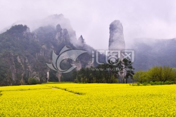 仙都油菜花