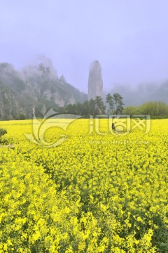 仙都油菜花