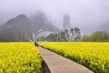 仙都油菜花