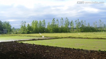 田野