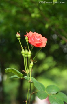 一朵月季花 高清