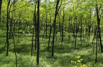 田野美景