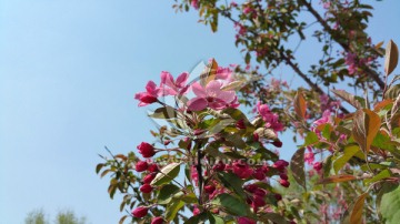 果树盛开的粉色花朵