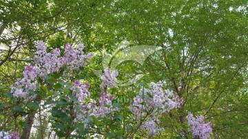 杨树下面盛开的丁香花
