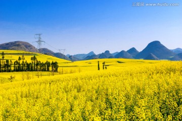 罗平油菜花