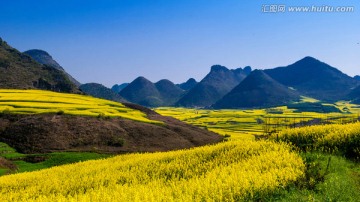 罗平油菜花