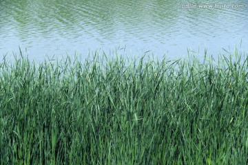 芦苇 水面