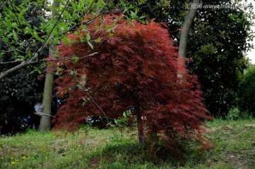 红叶 枫叶