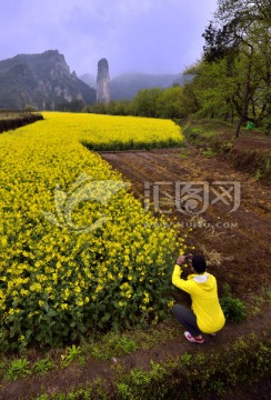 油菜花