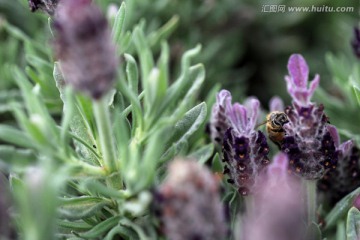 蜜蜂与薰衣草