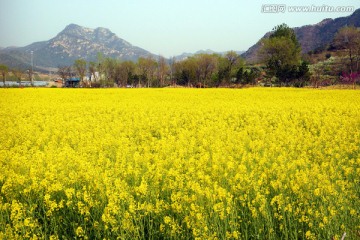 油菜花