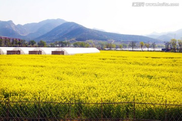 油菜花