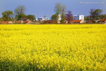 油菜花开