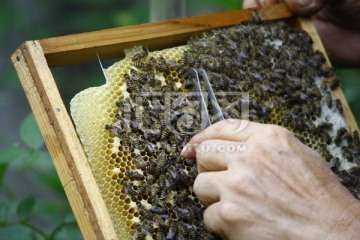 蜂场管理