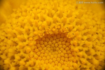 野菊花 花芯 花蕾