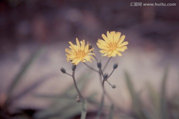 小清新 小野菊