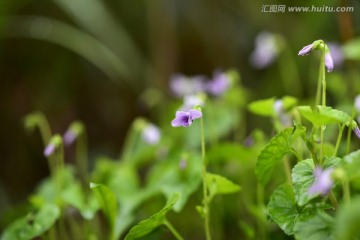 路边的野花