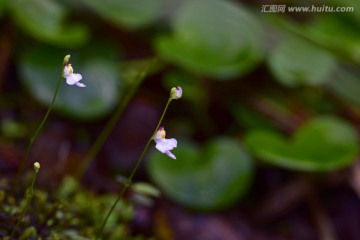 奇花异草