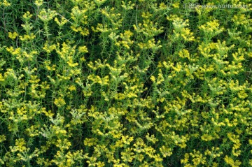 绿植墙面 小草背景