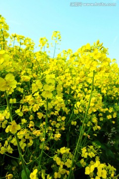 蓝天 油菜花