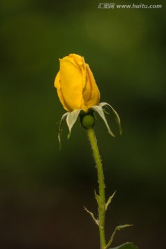 黄色月季花