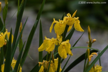 鸢尾花