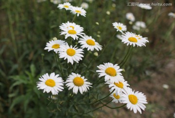 非洲菊