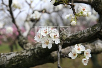 高清特写枝头盛开梨花