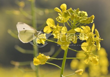 油菜花 蝴蝶