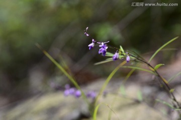 野花