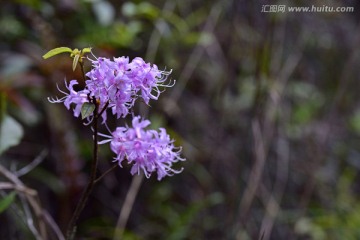 杜鹃花