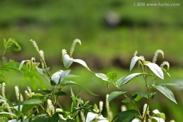 三白草