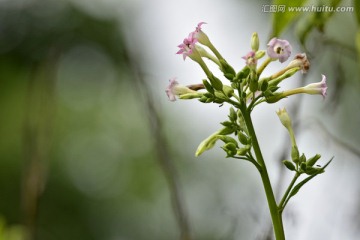 烟草