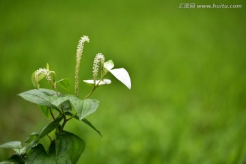 三白草