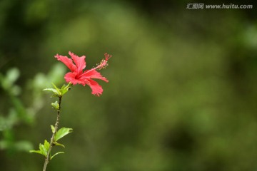 大红花