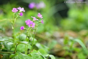 小花朵