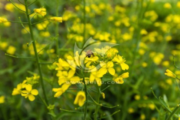 油菜花