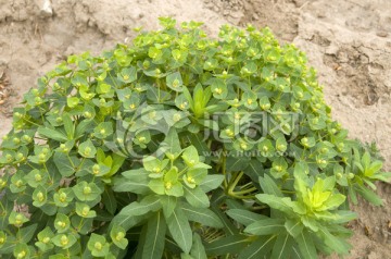 甘遂 药用植物