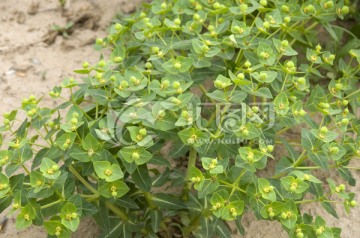 甘遂 药用植物