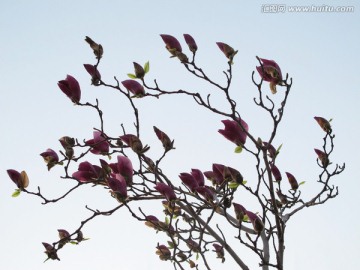 玉兰花