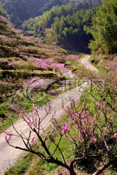 桃花园