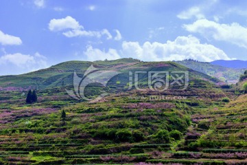 桃花缭绕的茶山