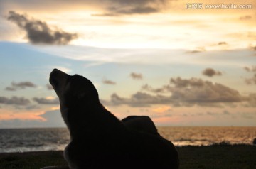 海边小狗