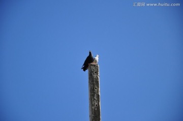 石柱上的鸽子