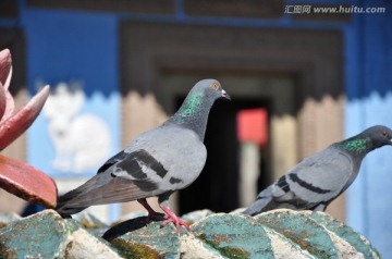 寺庙鸽子