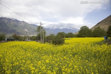 油菜花地