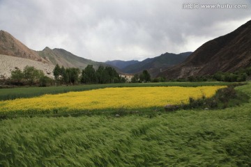 西藏青稞油菜花