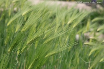 西藏青稞