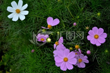 格桑花 唯美